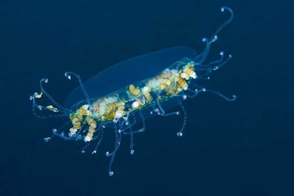 Indonesia, Lembeh Strait Adult jellyfish